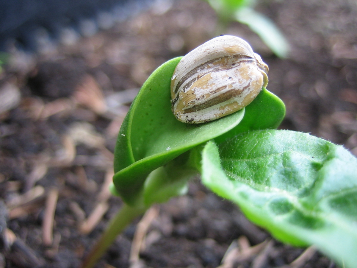 Sell Seedling